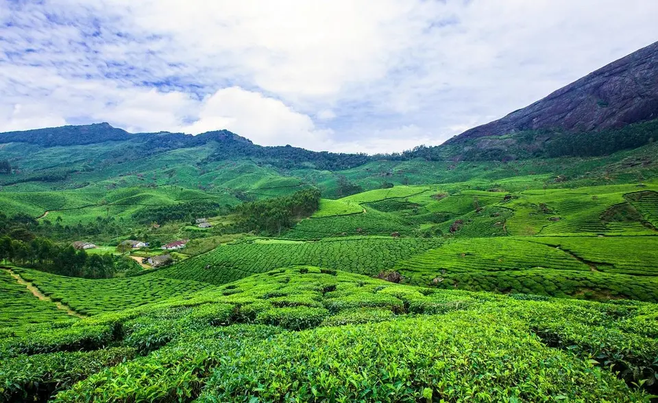 6 Days 5 Night Kerala Package - Tea Garden Munnar image