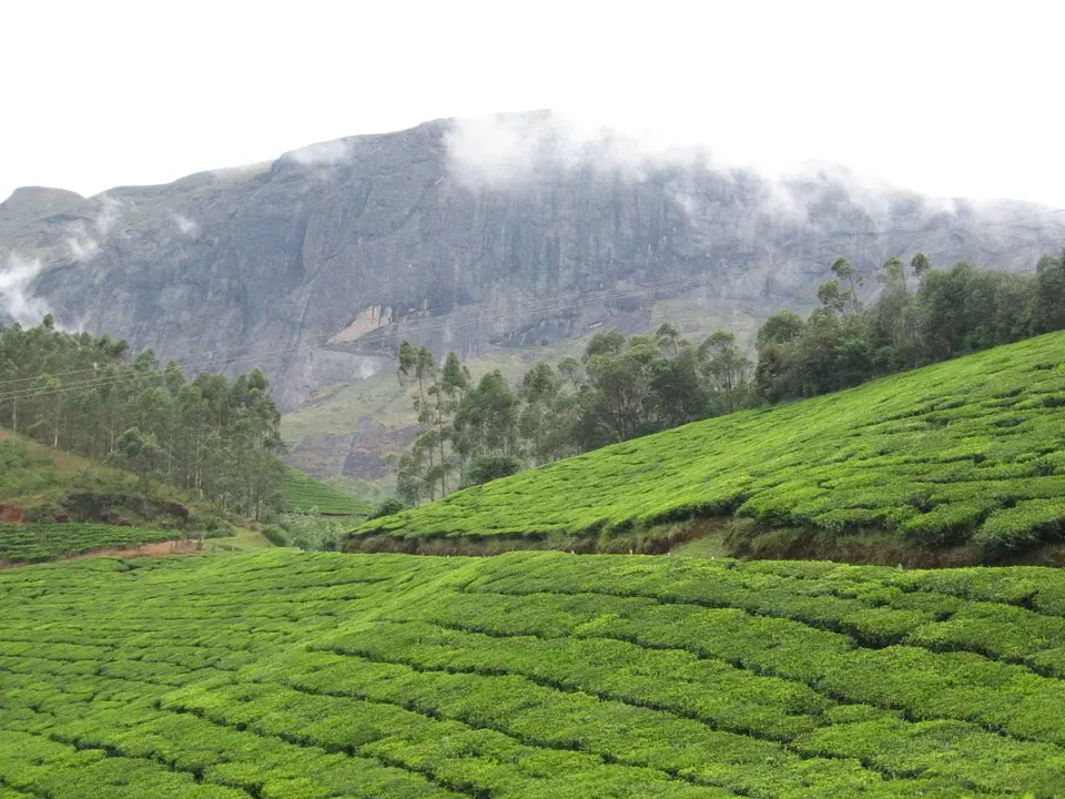 Tea Garden Munnar sightseeing image