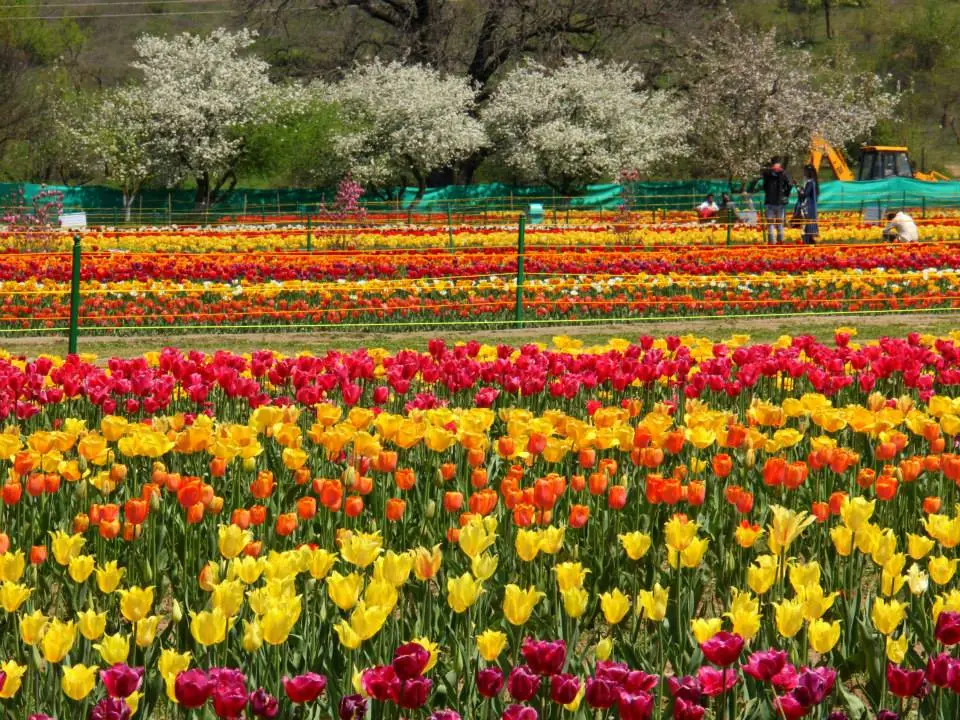 Mughal Garden sightseeing image