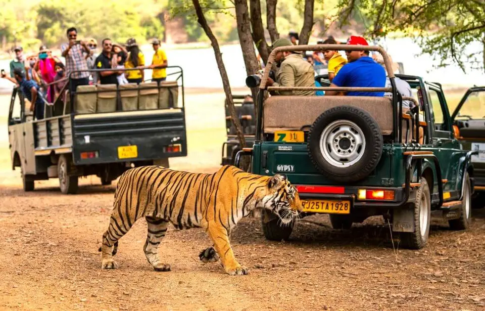 Ranthambore National Park Jungle Safari activity image