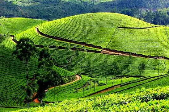7 Days 6 Nights Kerala Package - munnarteagarden image