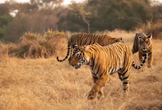 Wildlife