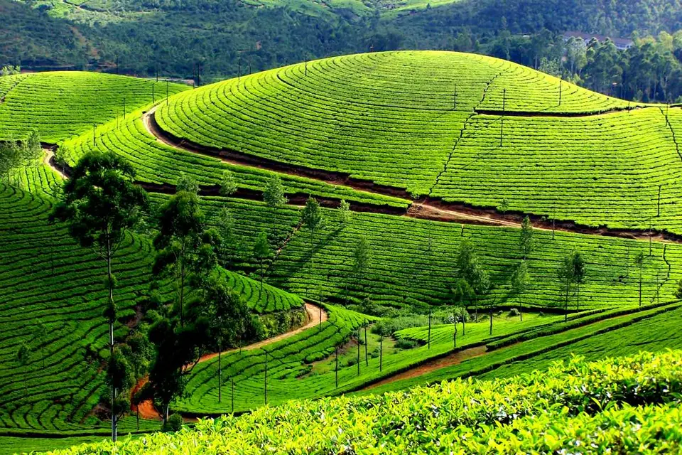 9 Days 8 Night Kerala Package with Rameshwaram - Day 01: Arrival at Cochin – Transfer to Munnar itinerary image