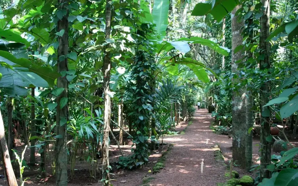 Leafy walkway through a spice plantation in Kerala