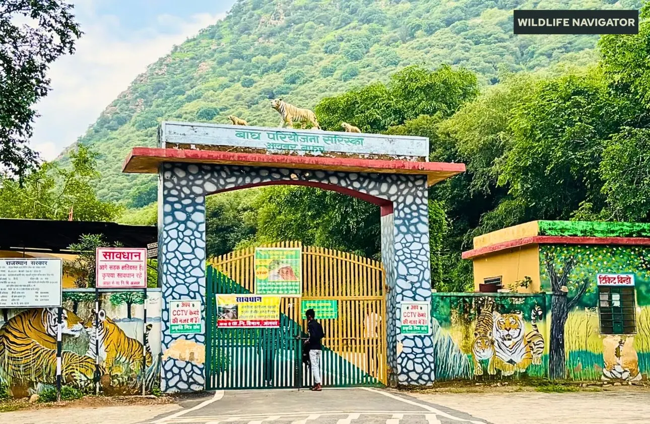 3 Days 2 Night Sariska Jungle Safari - sariska image