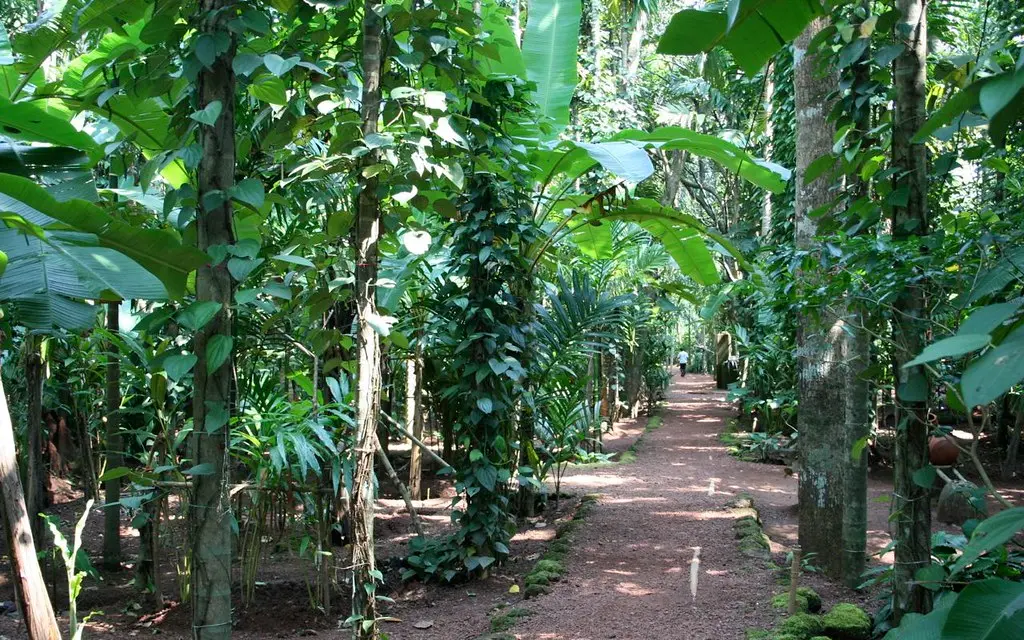 8 Days 7 Nights Kerala Package - spice image