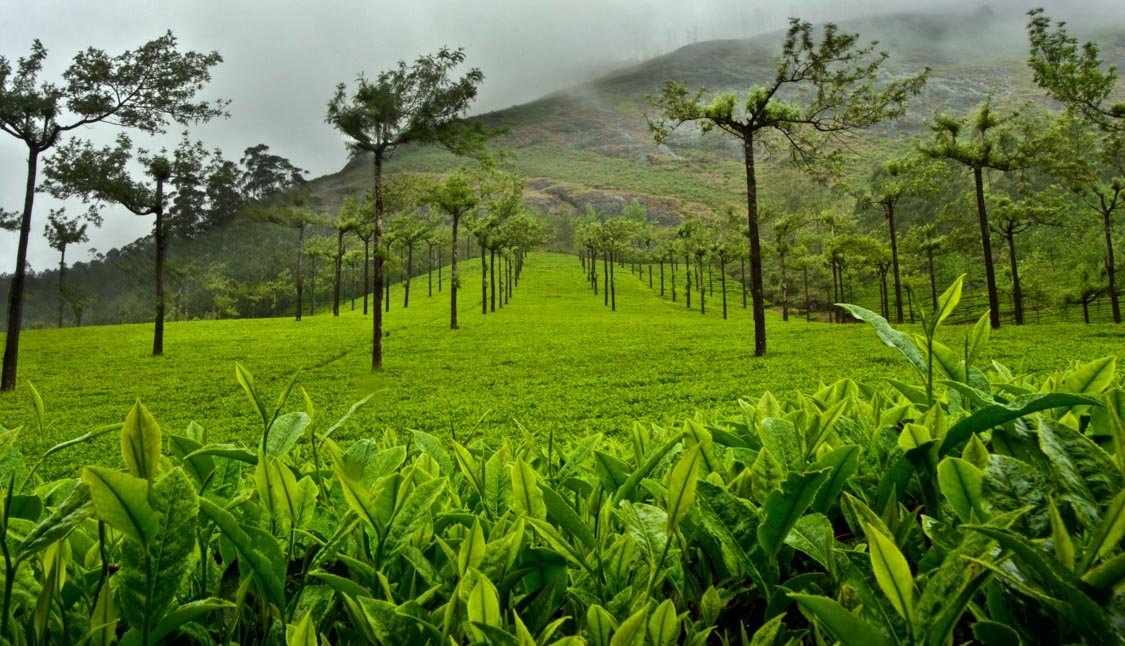 5 Days 4 Nights Kerala Package - spice image