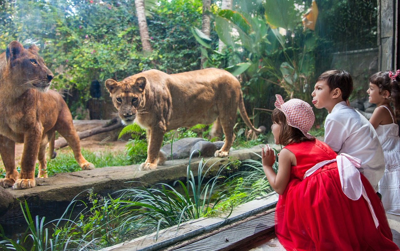 8 Days 7 Night Bali Package - zoo image