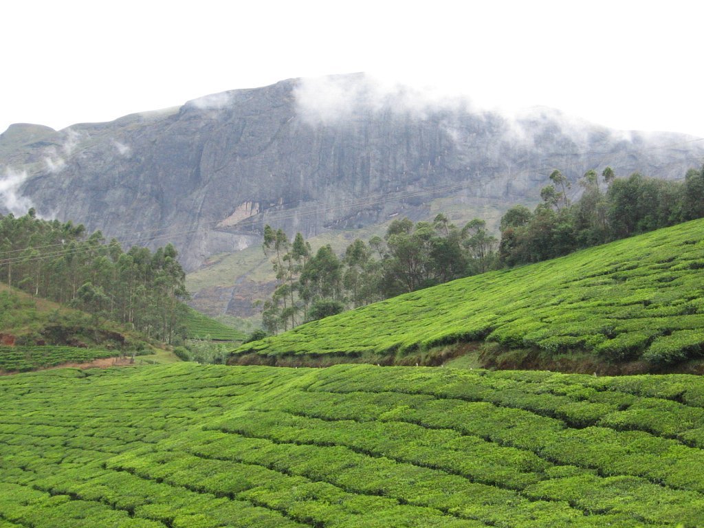8 Days 7 Nights Kerala Package Kanyakumari Day Tour - Day 02: Cochin – Munnar itinerary image