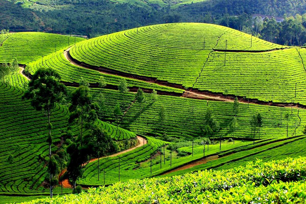 9 Days 8 Night Kerala Package with Rameshwaram - Day 01: Arrival at Cochin – Transfer to Munnar itinerary image