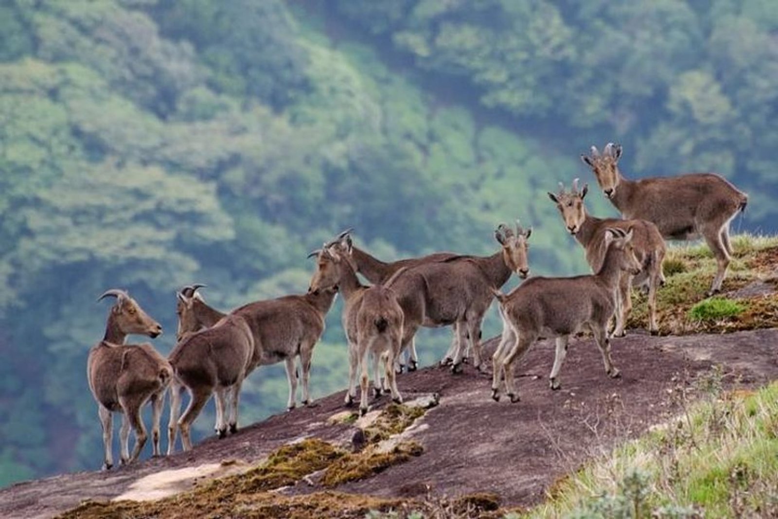 5 Days 4 Nights Kerala Package - Day 02: Munnar Full-Day Sightseeing itinerary image
