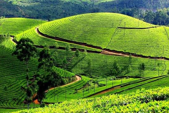 7 Days 6 Nights Kerala Package - Day 1: Arrival at Cochin – Transfer to Munnar itinerary image