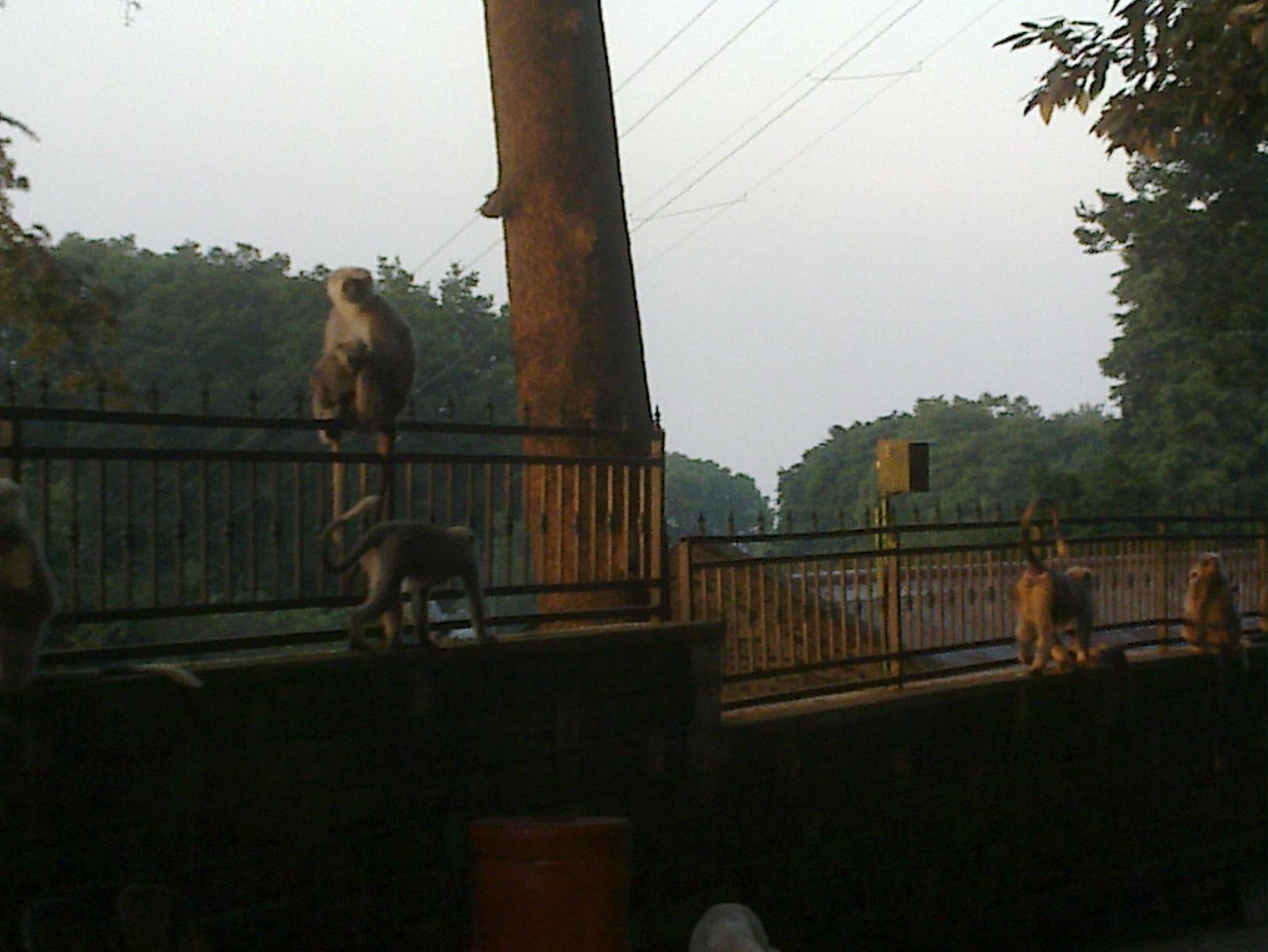 Monkey Point sightseeing image