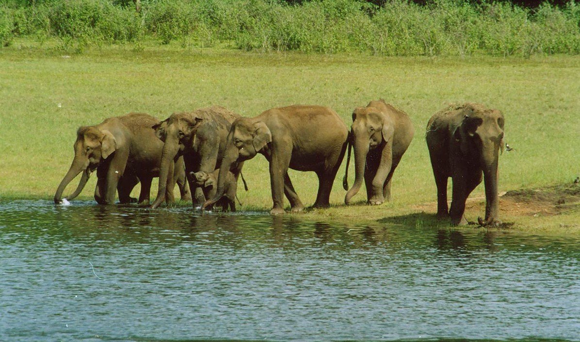 Periyar Wildlife Sanctuary sightseeing image