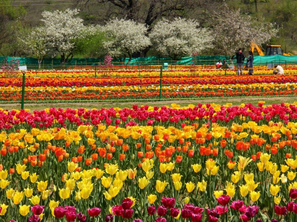 Mughal Garden sightseeing image